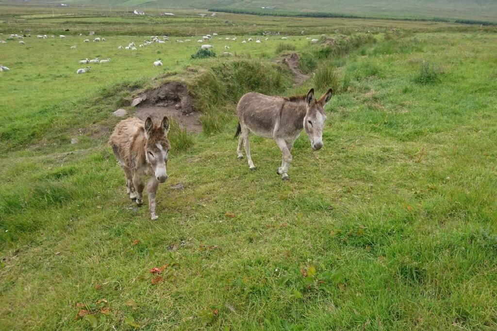 Skellig View Bluebell Rose & The Kerry Cliffs Apartment Portmagee Luaran gambar